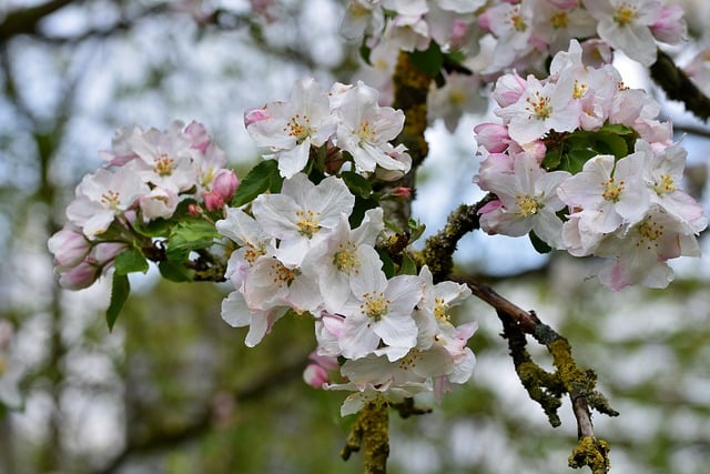 Georgia Apple Blossom Festival 2023
